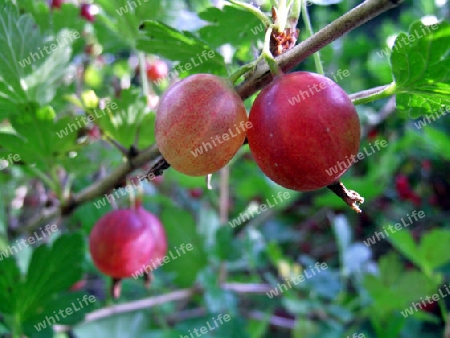 Stachelbeeren