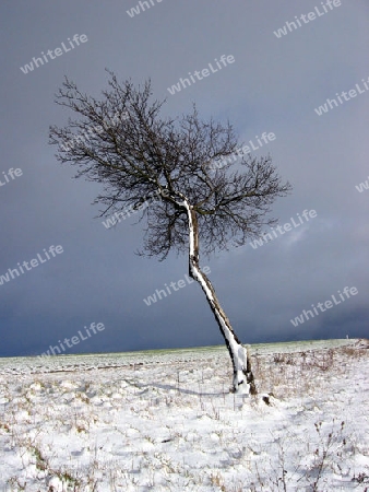 Baum im Winter