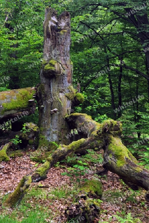  ca. 400 Jahre alte Buche, Fagus, Urwald Sababurg, Hessen, Deutschland