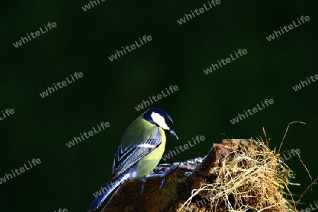 Vogelf?tterung