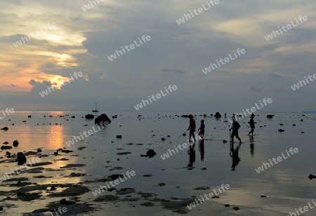 A Beach on the Island of Ko PhiPhi on Ko Phi Phi Island outside of the City of Krabi on the Andaman Sea in the south of Thailand. 