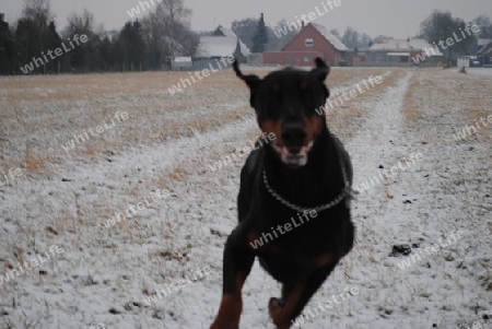 Dobermann