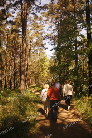 EUROPA, OSTEUROPA, BALTIKUM, LETTLAND, OSTSEE, JURMALA, HOLZHAUS, WALD, 