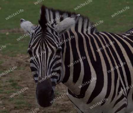 Zebra aufmerksam schauend