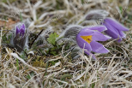 Kuechenschelle, Kuhschelle, Pulsatilla vulgaris