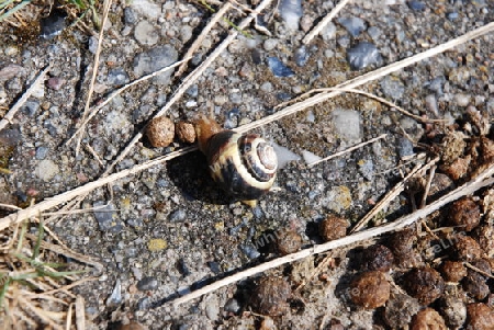 Schnecke