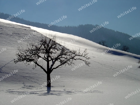 Baum im Schnee