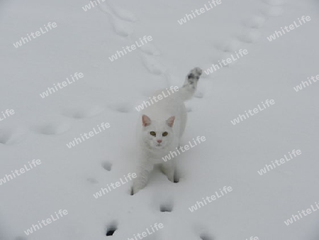 wei?e Katze im Schnee