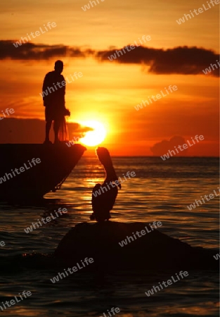 Suedamerika, Karibik, Venezuela, Los Roques, Insel, Atoll, Archipfel, Klima, Reef, Dorfinsel, Vogel, Pelikam, Natur, Fischjagt, Fischen, Seevogel, Sonnenuntergang, Stimmung, Abend, Fischerboot, Fischer,