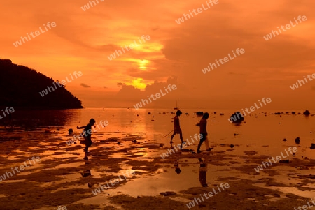 A Beach on the Island of Ko PhiPhi on Ko Phi Phi Island outside of the City of Krabi on the Andaman Sea in the south of Thailand. 