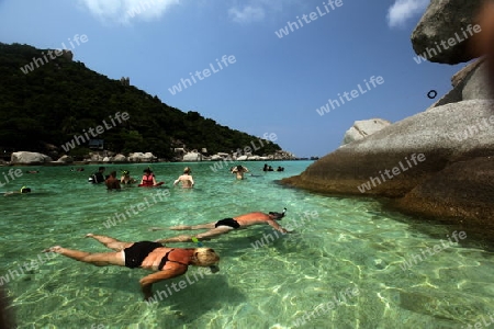 Die Strand und Insellandschaft auf der Insel Koh Naang Yuan neben der Insel Ko Tao im Golf von Thailand im Suedwesten von Thailand in Suedostasien.  