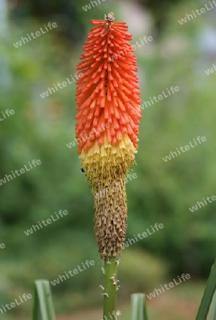 Fackellilie - Kniphofia uvaria