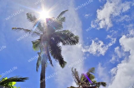 Beautiful palm trees at the beach on the tropical paradise islands Seychelles