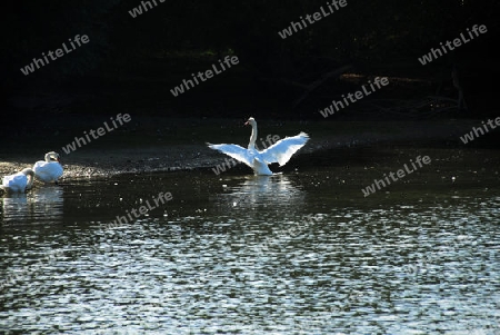 Schwan bei der Morgenw?sche