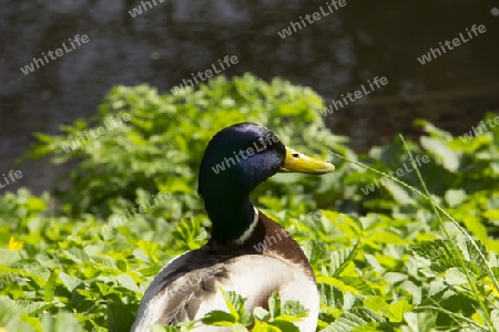 Ente