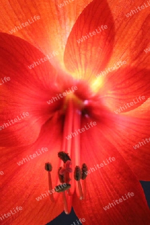 Rote Amaryllis