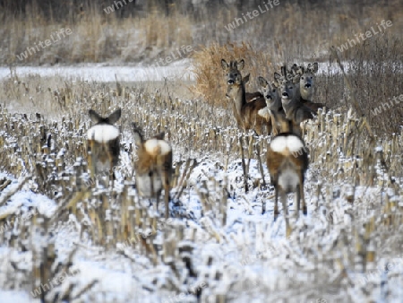 Rehwild im Winter