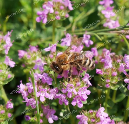 Biene auf violetten Bl?ten