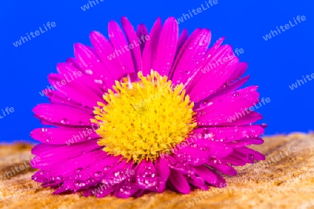 Pink Aster mit bWassertropfen