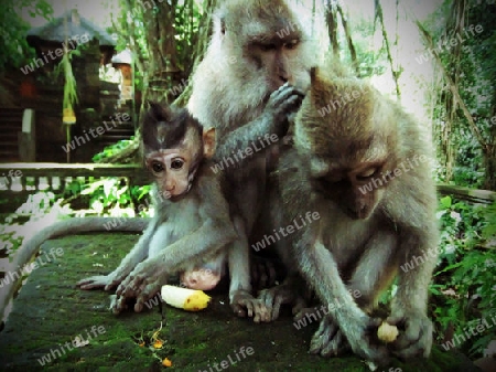 Affen, Familie, Baby, Jungtier, in, Bali