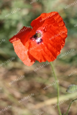 Wilder Mohn,Freund und Feind