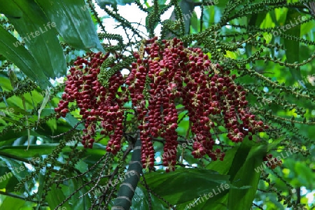 Natur in Sri Lanka