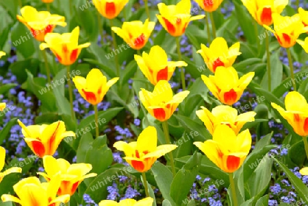 tulpen