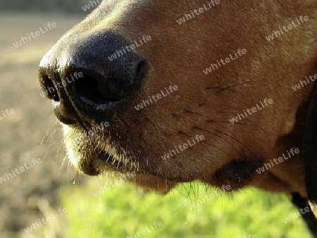 Hundeschnauze