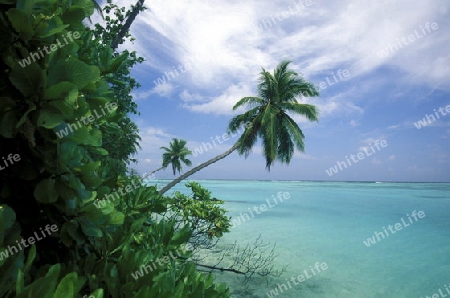 
Der Traumstrand mit Palmen und weissem Sand an der Insel Velavaru im Southmale Atoll auf den Inseln der Malediven im Indischen Ozean.   