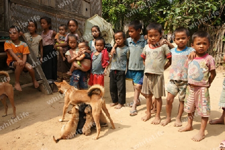 Kinder und Hunde in Laos