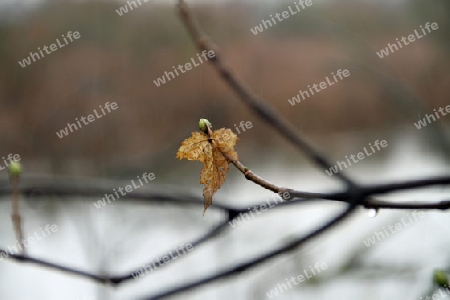 einsames Blatt 