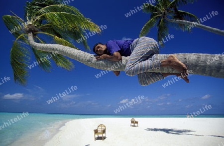 
Der Traumstrand mit Palmen und weissem Sand an der Insel Velavaru im Southmale Atoll auf den Inseln der Malediven im Indischen Ozean. 