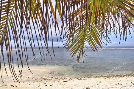 Beautiful palm trees at the beach on the tropical paradise islands Seychelles