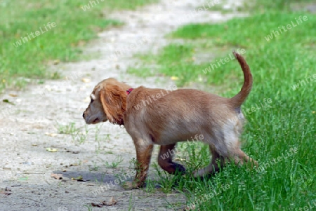 Cocker auf Abwegen