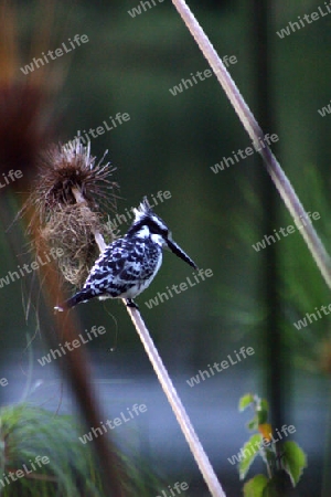 Pied Kingfisher, Ceryle Rudis