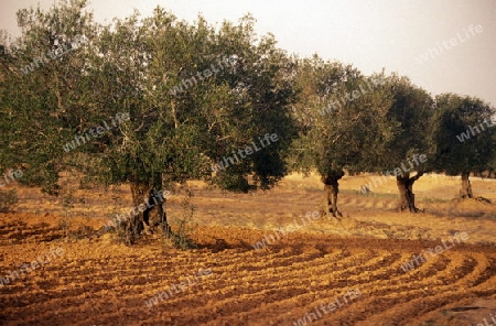 Olivenbaeume auf der Insel Jierba im Sueden von Tunesien in Nordafrika.