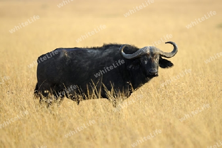 Afrikanischer B?ffel, Kaffernb?ffel (Syncerus caffer) im hohen Gras, Masai Mara, Kenia, Afrika