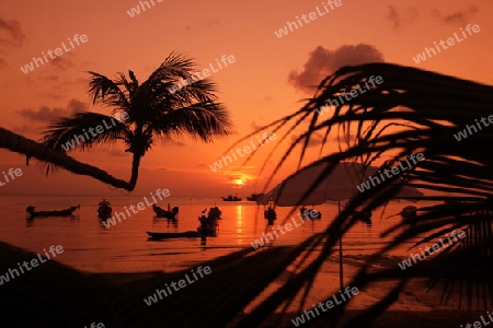 Der Strand  von Hat Sai Ri auf der Insel Ko Tao im Golf von Thailand im Suedwesten von Thailand in Suedostasien. 