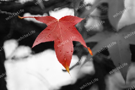 herbst blatt