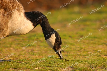 Gans Beim Fressen