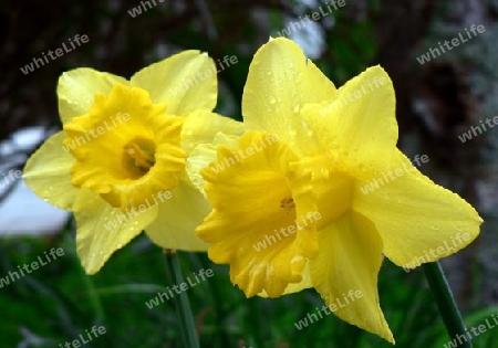 Daffodils after rain