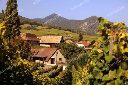 The wine Hills of  the village of Hunawihr in the province of Alsace in France in Europe