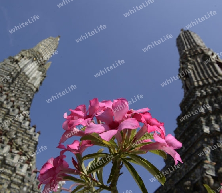 Die Tempelanlage des Wat Arun am Mae Nam Chao Phraya River in der Hauptstadt Bangkok von Thailand in Suedostasien.