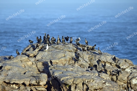 Kap Kormoran (Phalacrocorax capensis), Bird Island, Lamberts Bay, West Kap, Western Cape, S?dafrika, Afrika