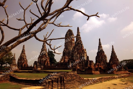 Der Wat Chai Wattanaram Tempel in der Tempelstadt Ayutthaya noerdlich von Bangkok in Thailand. 