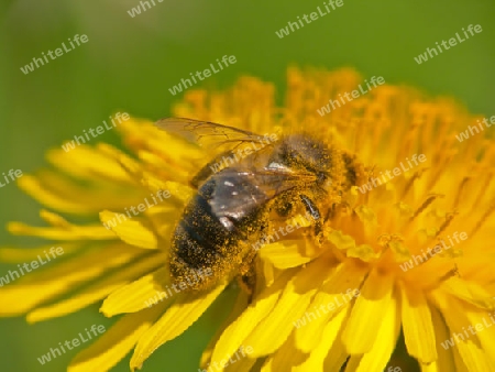 pollen einsammeln