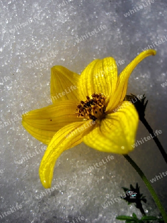 Blume im Schnee