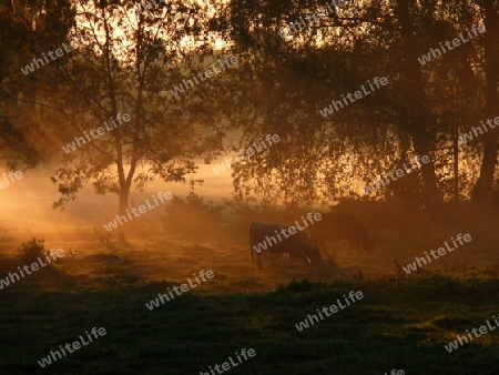 Rinderherde im Sonnenaufgang