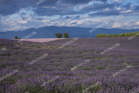 Lavendel in der Provence