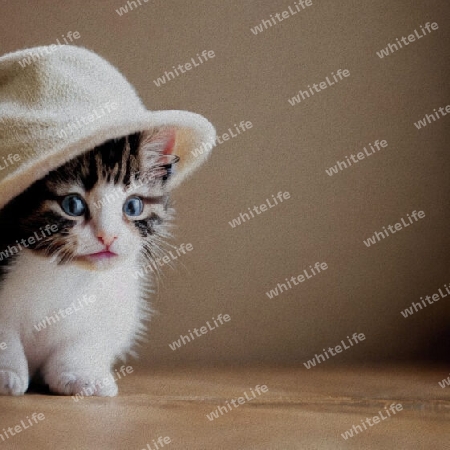 Katze mit Hut